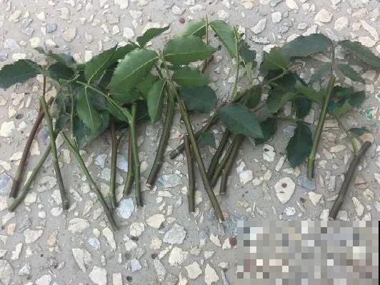 6种花扦插，杆子越粗越好活，根长成大扫把！