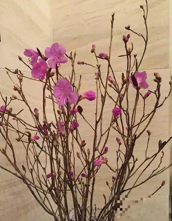 7种花不要随便挖，轻则罚款，重则坐牢！