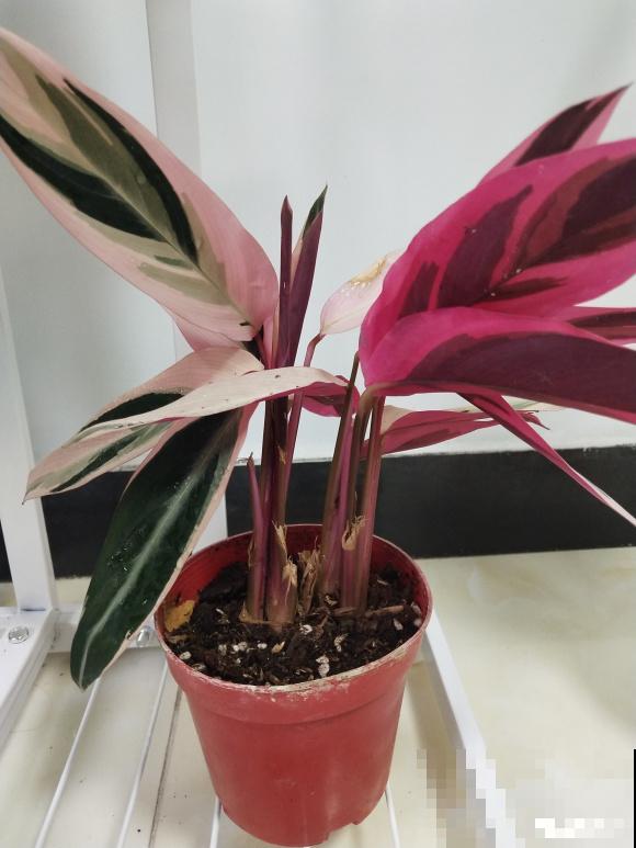 别养绿萝了,这种超级耐阴王,叶子比油画还美! 别养绿萝了,这种超级耐阴王,叶子比油画还美!