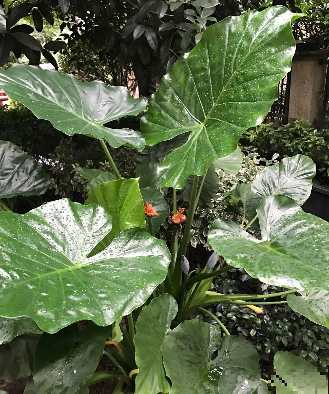 有些花有毒,家里有孩子要注意,不能乱碰 有些花有毒,家里有孩子要注意,不能乱碰