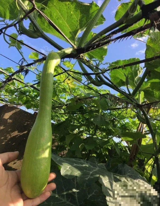 西红柿养成树,1年能结6000斤果,巨无霸第一次见! 西红柿养成树,1年能结6000斤果,巨无霸第一次见!