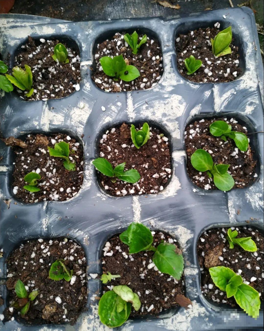 月季,绣球正是扦插好时机,学会方法,繁育一阳台! 月季,绣球正是扦插好时机,学会方法,繁育一阳台!