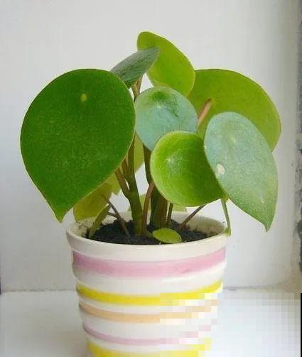 12种花，堪称“耐阴王”，比绿萝好看一万倍！