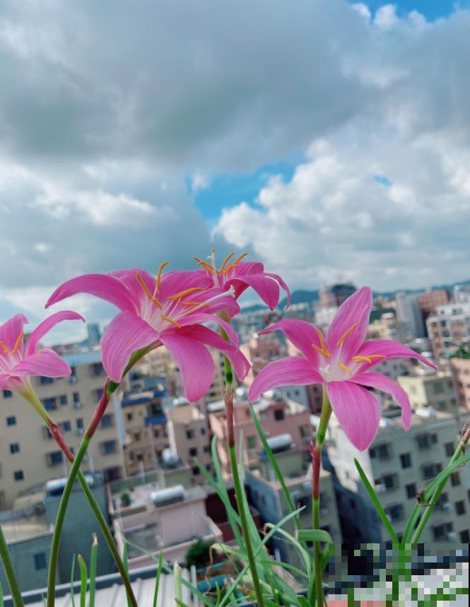 为什么手机拍出来的花,颜色总是失真?教你拍出真正好看的花! 为什么手机拍出来的花,颜色总是失真?教你拍出真正好看的花!