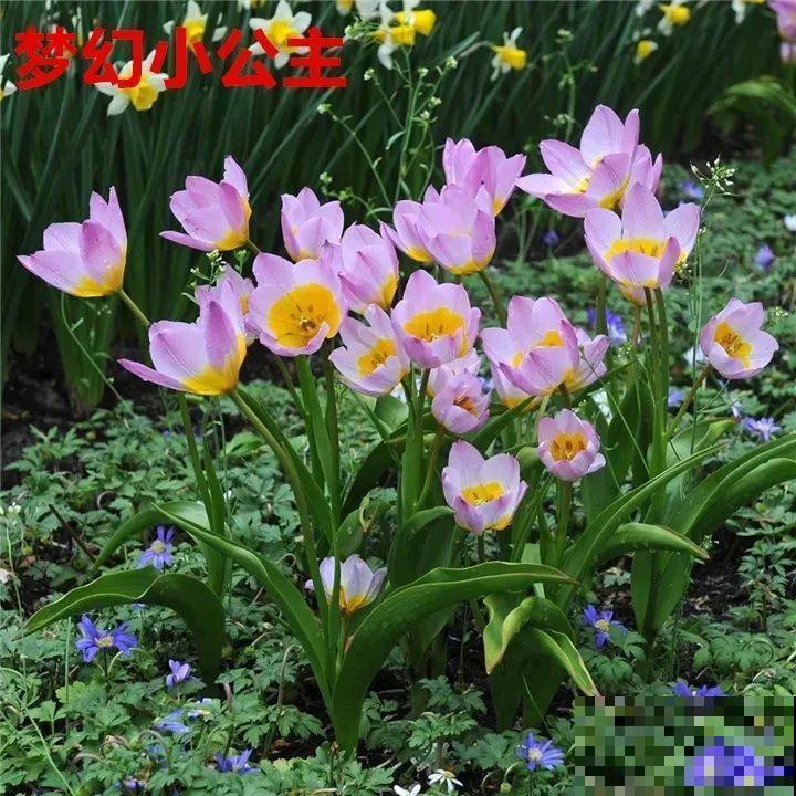 郁金香的“原始”祖先，大雪地里开花，颜值100分！