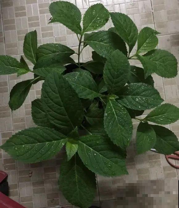 5种花不能长太高，一长高就砍，否则再也不开花！