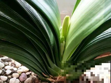 现在开花不一定是好事,赶紧剪掉,才能正常活 现在开花不一定是好事,赶紧剪掉,才能正常活