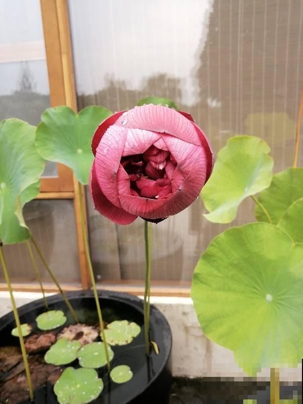 养花的老物件，拿回家养花正好，养花必备