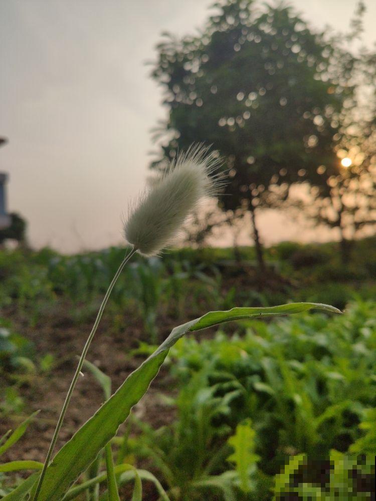 现在流行种草啦,6种草比花还要美,只养一种就够了 现在流行种草啦,6种草比花还要美,只养一种就够了