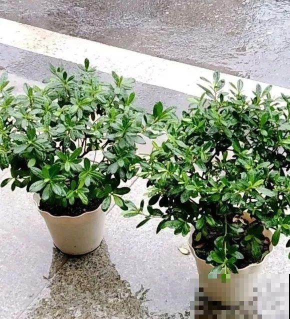 10种花,不怕风吹雨淋,不怕暴晒干旱,四季爆开花,堪称花坚强! 10种花,不怕风吹雨淋,不怕暴晒干旱,四季爆开花,堪称花坚强!