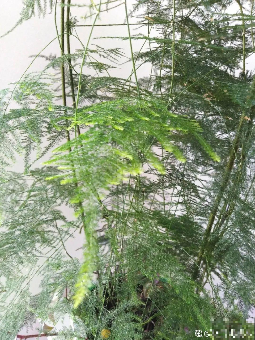 养了20年的玉树，满树开粉花，据说好运要来了！