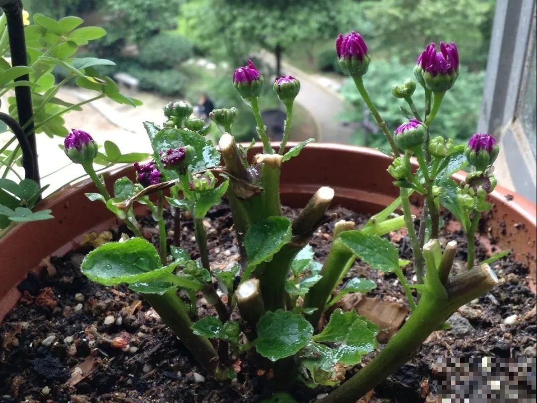 8种花是一次性的，开完就扔，别浪费时间！