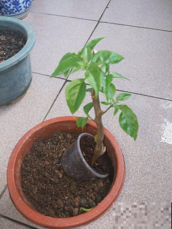 3种花要贱养，盆越小、开花越多，放大盆里容易死！