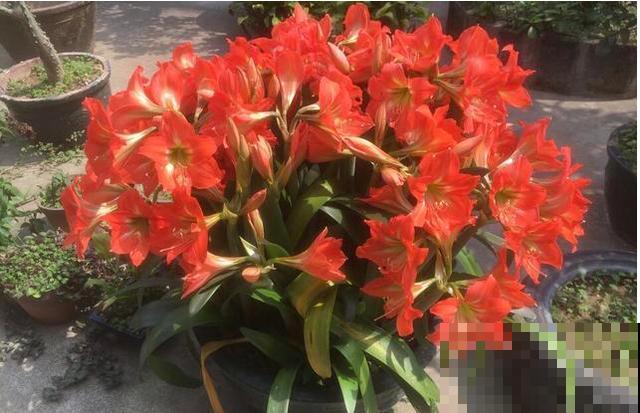 养这花，10年都不用换盆，照样养成传家宝