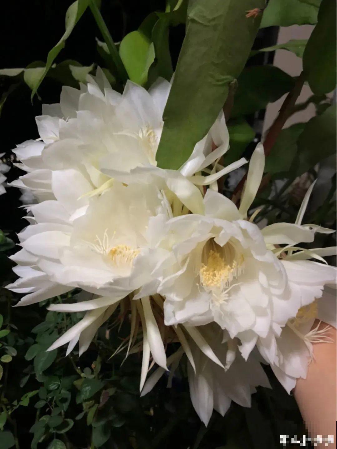 1种花只在夜里开，一次能开50朵，摘下来炒鸡蛋特香！