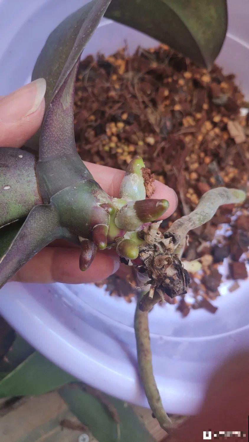 周末去花市捡漏，这花竟然1块钱1棵，赶紧买！