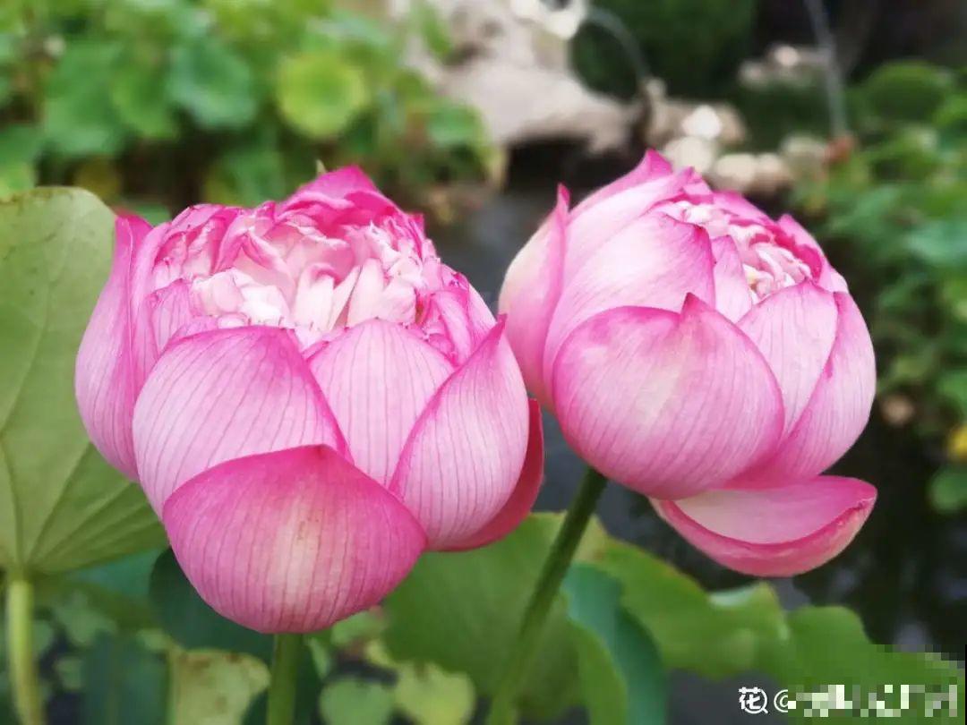 20种香水花,茶花排倒数,第一就是它! 20种香水花,茶花排倒数,第一就是它!