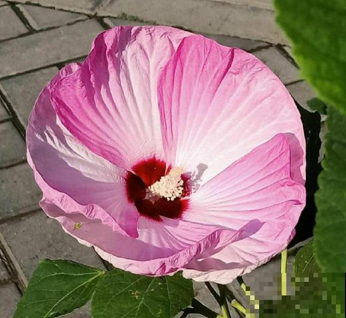 路边的芙蓉葵，一朵花比脸还大，耐旱又好养！