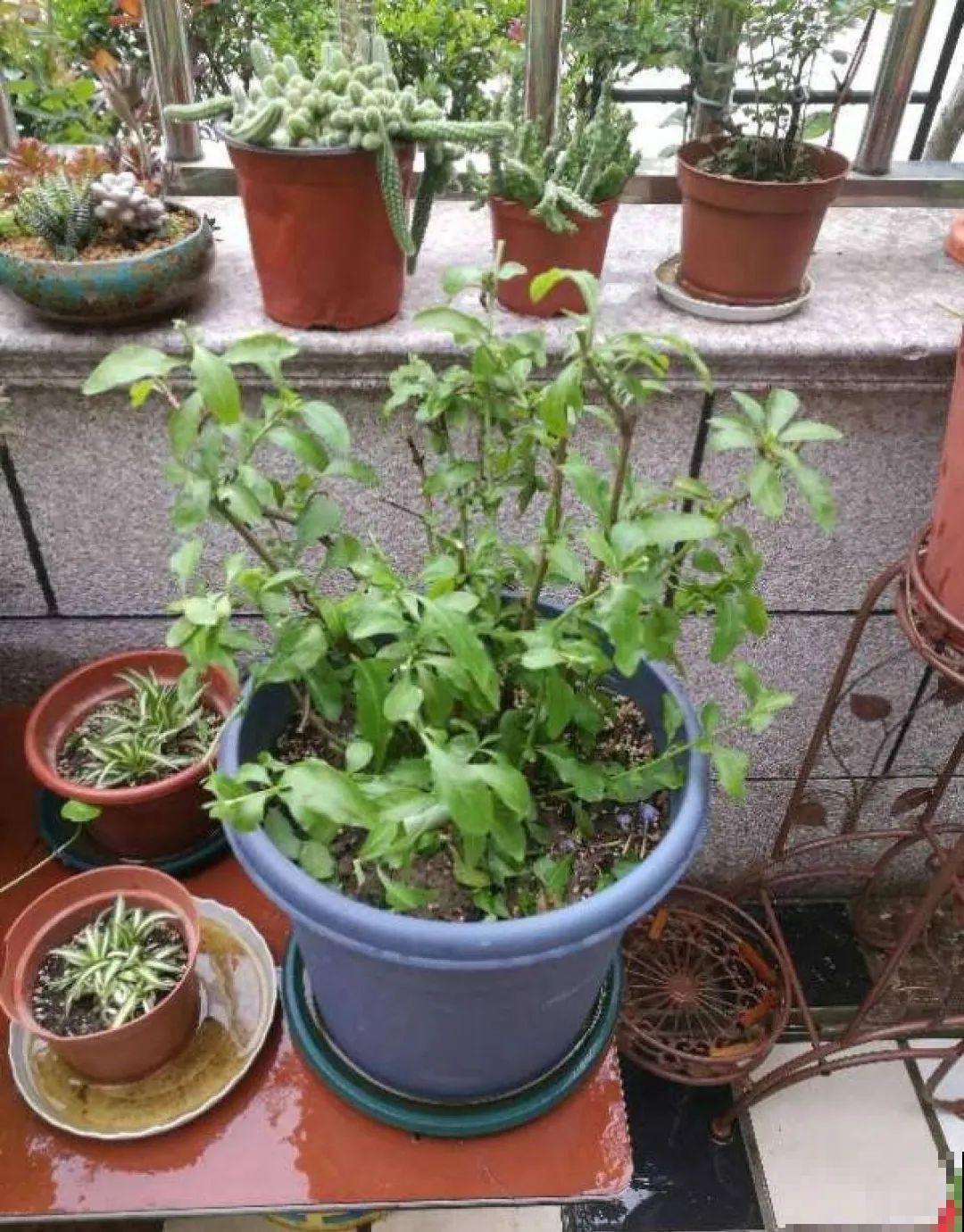 10种花,不怕风吹雨淋,不怕暴晒干旱,四季爆开花,堪称花坚强! 10种花,不怕风吹雨淋,不怕暴晒干旱,四季爆开花,堪称花坚强!