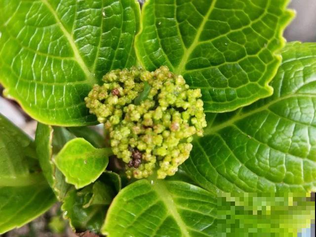 绣球老了不开花,这么养,老桩爆开上千朵花! 绣球老了不开花,这么养,老桩爆开上千朵花!