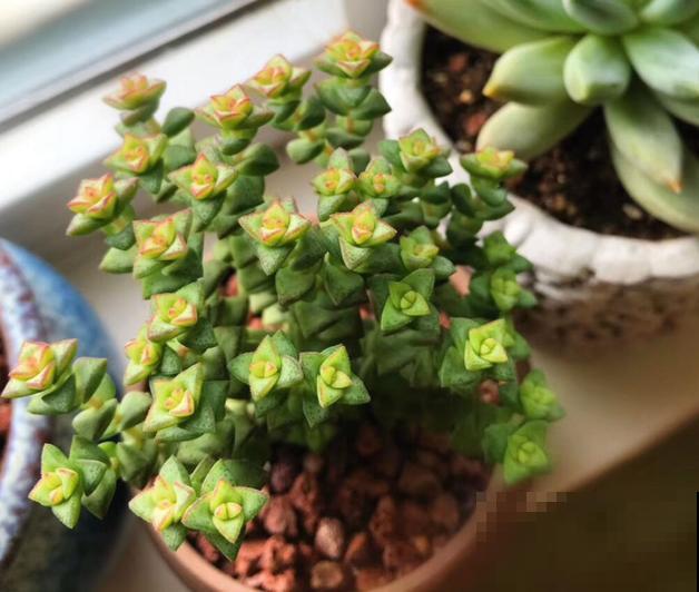 这种多肉,爆盆太可怕了,叶子多得往外溢! 这种多肉,爆盆太可怕了,叶子多得往外溢!