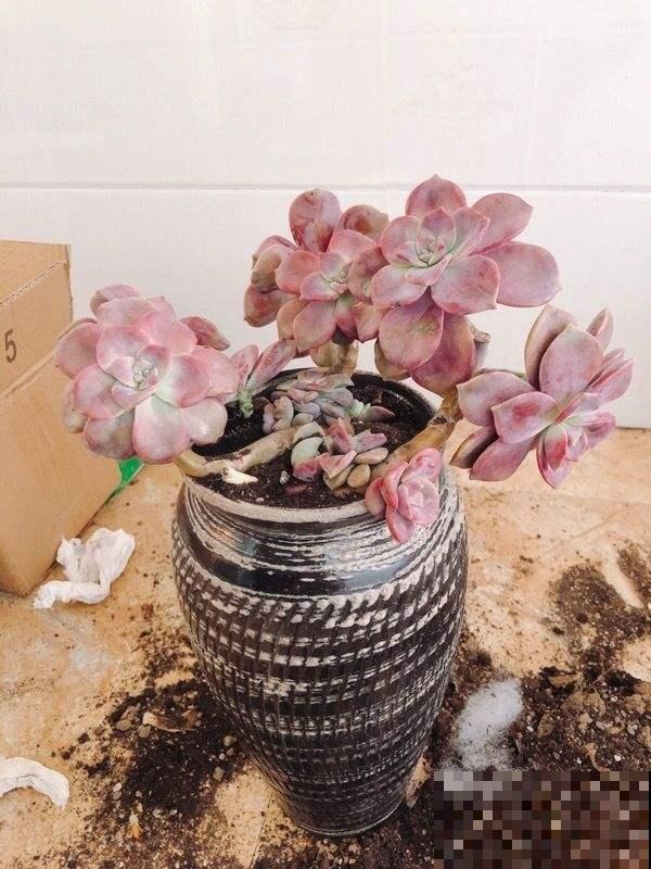 3种花不能养老桩，开花越来越少，最后只剩光杆