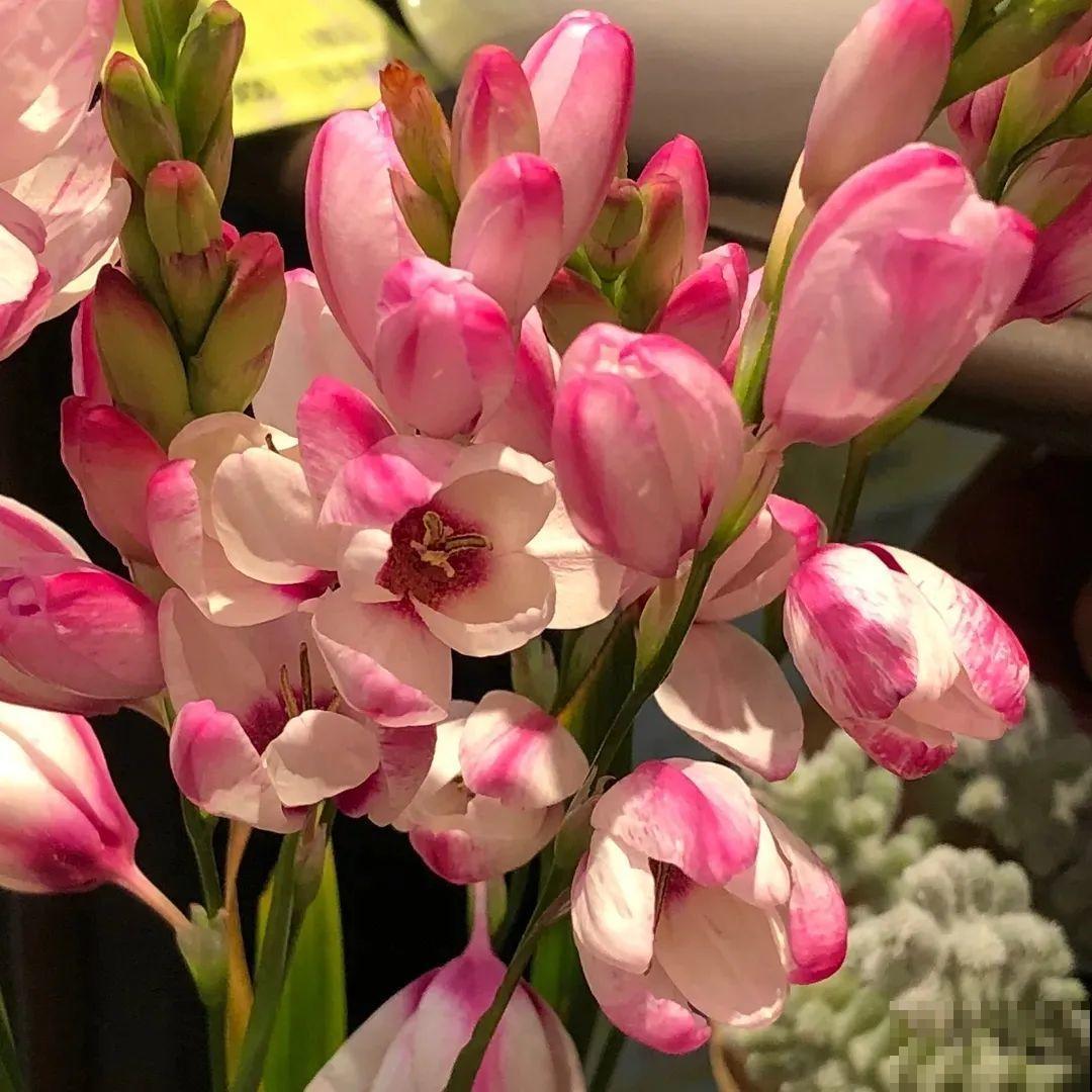 2块钱一盆的花,竟然开出一大片,谁不买亏大了! 2块钱一盆的花,竟然开出一大片,谁不买亏大了!