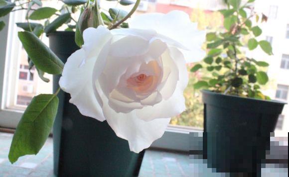 8款冷门月季,表现特别好,但是养的人不多! 8款冷门月季,表现特别好,但是养的人不多!