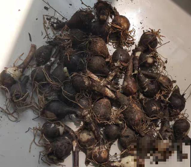 奇葩的催花方式:淋雨,越淋雨越开花! 奇葩的催花方式:淋雨,越淋雨越开花!