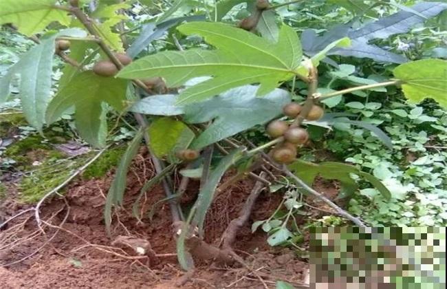 一种野草,根系特别滋补,农村人都用它炖鸡汤! 一种野草,根系特别滋补,农村人都用它炖鸡汤!