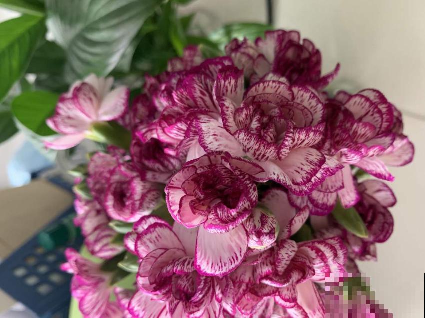 各国的国花,居然被他编成一首诗,太有才了! 各国的国花,居然被他编成一首诗,太有才了!