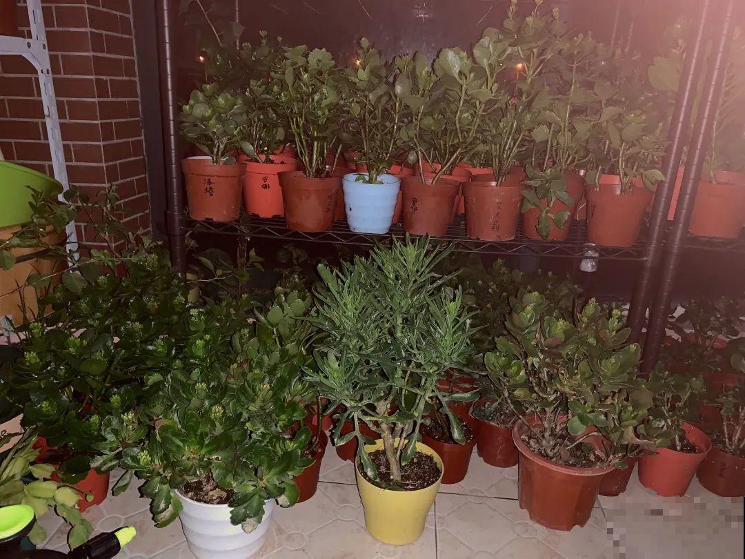 10种花,夏天怕淋雨,下雨赶紧搬进屋! 10种花,夏天怕淋雨,下雨赶紧搬进屋!