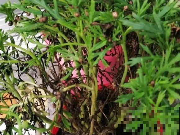 三角梅狠心剪一剪，花芽蹭蹭冒，开爆盆