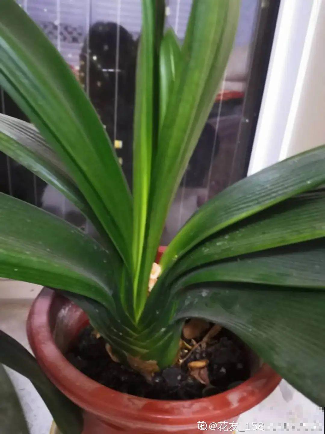 3种花,不要随便剪叶子,否则剪完不开花,亏了! 3种花,不要随便剪叶子,否则剪完不开花,亏了!