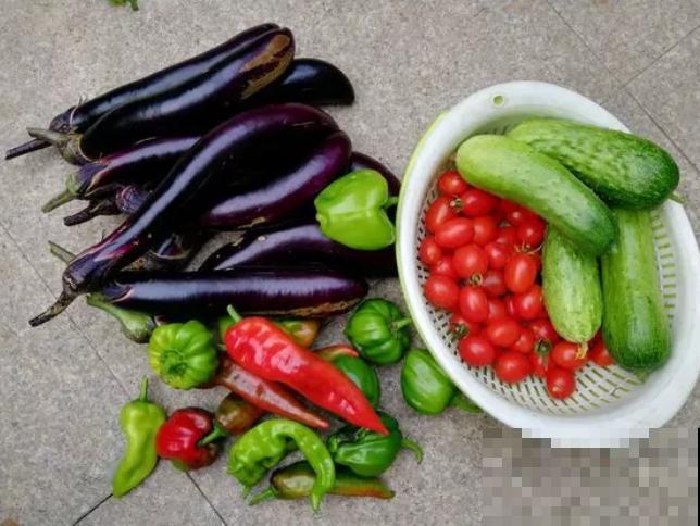 阳台种菜,这些菜不能挨着种,不然肯定长不好! 阳台种菜,这些菜不能挨着种,不然肯定长不好!