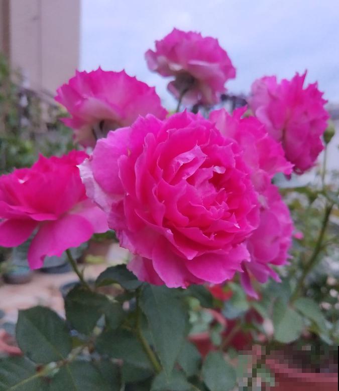 几种适合阳台养的月季,夏天也很少生病,太省心了! 几种适合阳台养的月季,夏天也很少生病,太省心了!