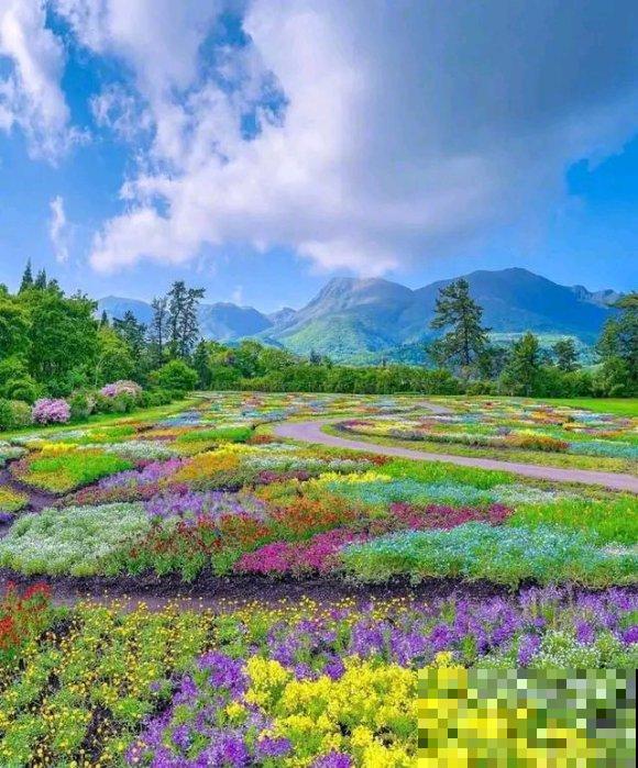 中国这个地方,漫山遍野都是花,去了都不想回! 中国这个地方,漫山遍野都是花,去了都不想回!