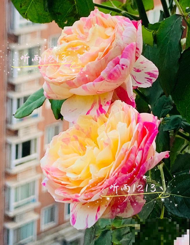 几种适合阳台养的月季,夏天也很少生病,太省心了! 几种适合阳台养的月季,夏天也很少生病,太省心了!