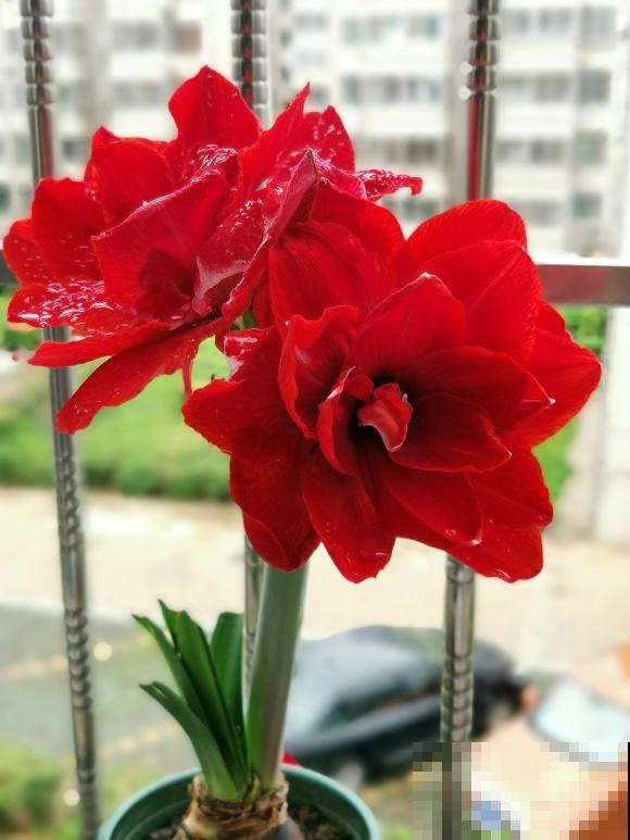 盘点好看的红色花，纯正的中国红，一眼就爱上了！