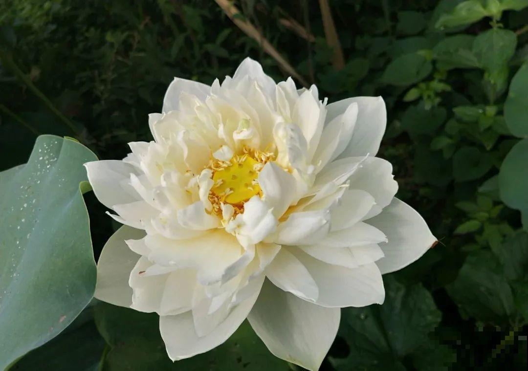 荷花明明美上天，为啥不能在家养？