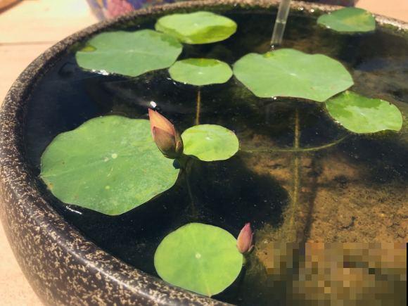 夏天最美的水生花,一个小盆就能养,越晒越好看! 夏天最美的水生花,一个小盆就能养,越晒越好看!