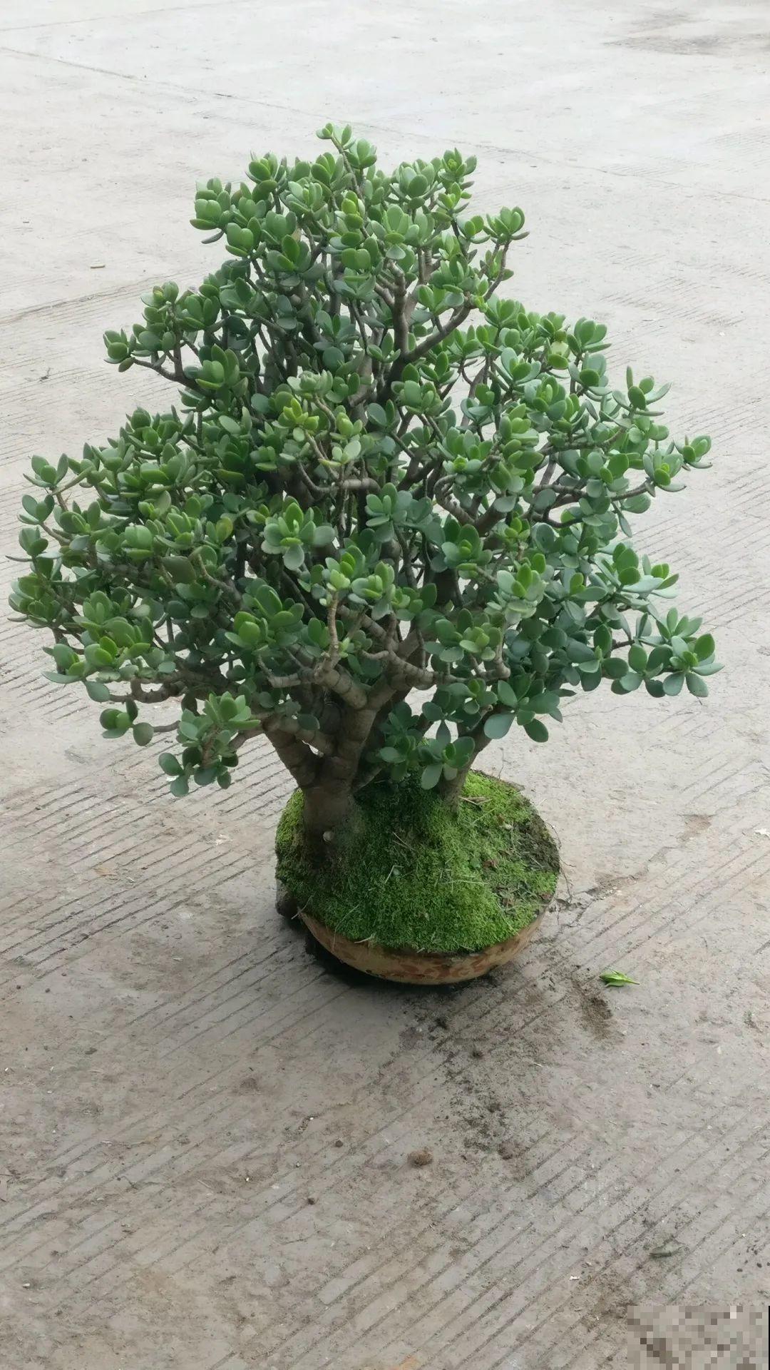 搪瓷盆别丢，拿来养花做合适，根壮叶肥开花爆盆