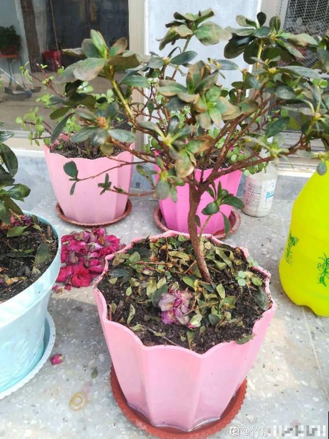 花养成光杆司令，赶紧这么救，3天冒新芽！