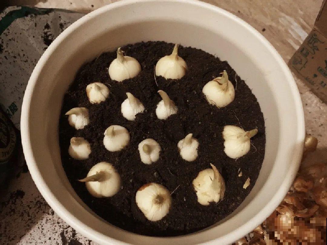 极品小铃铛,养一盆生一窝,冬天也能开花! 极品小铃铛,养一盆生一窝,冬天也能开花!