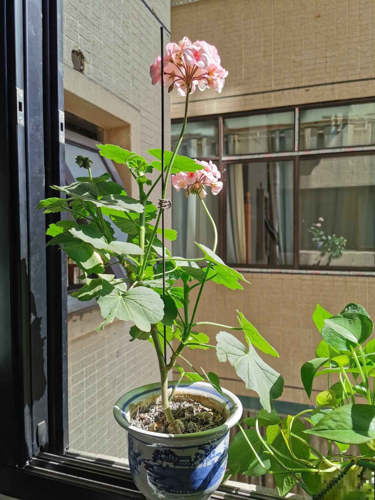 3种花不能养老桩，开花越来越少，最后只剩光杆