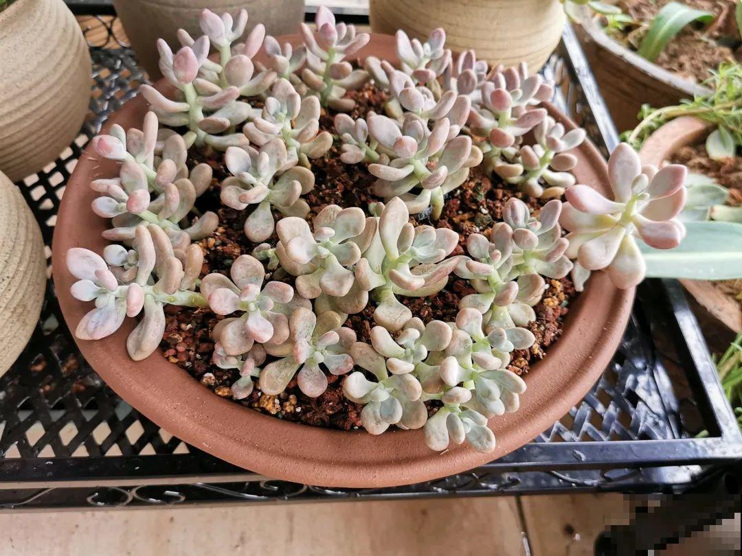 周末去花市捡漏，这花竟然1块钱1棵，赶紧买！