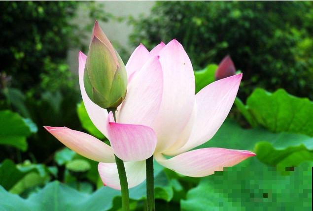 关于荷花，4个令人叹绝的冷知识，看完真长见识了！