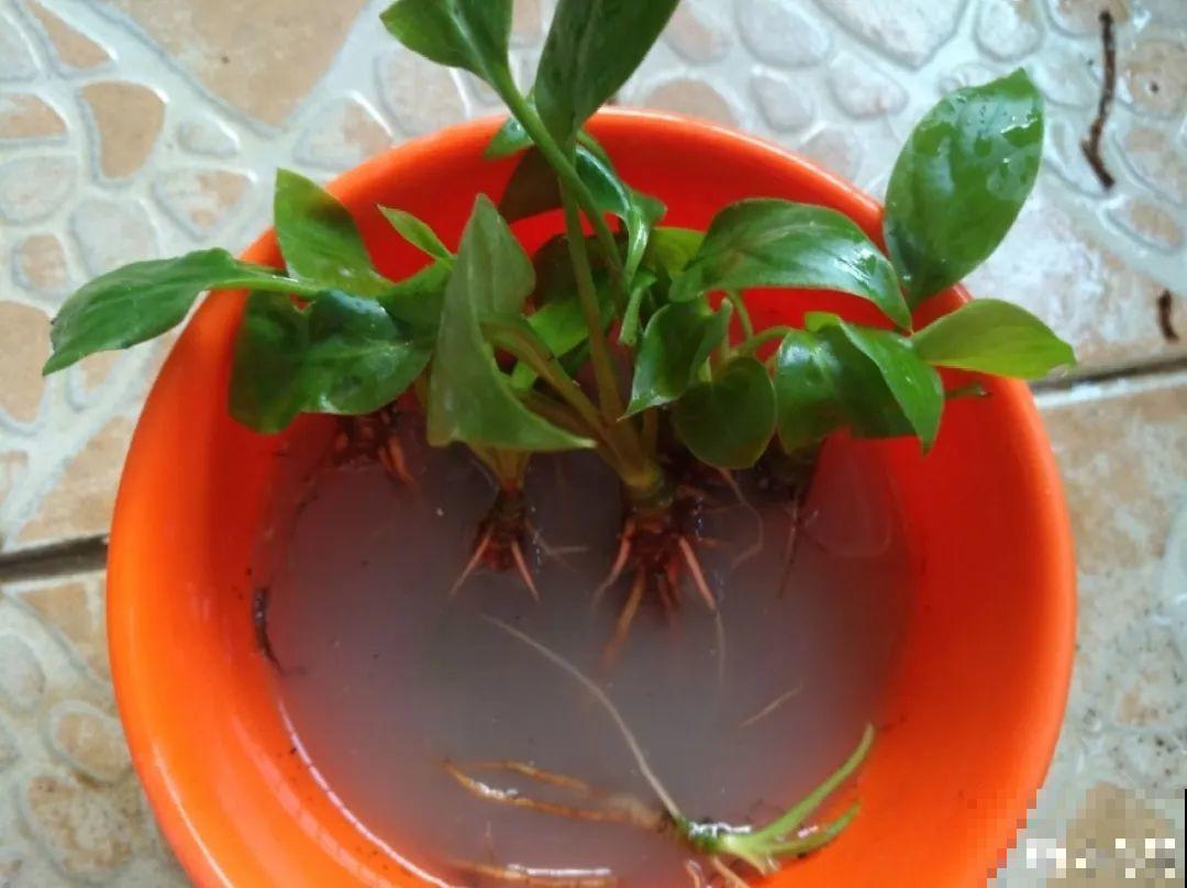 公认难养的20种花,养一盆死一盆,下次还敢买? 公认难养的20种花,养一盆死一盆,下次还敢买?