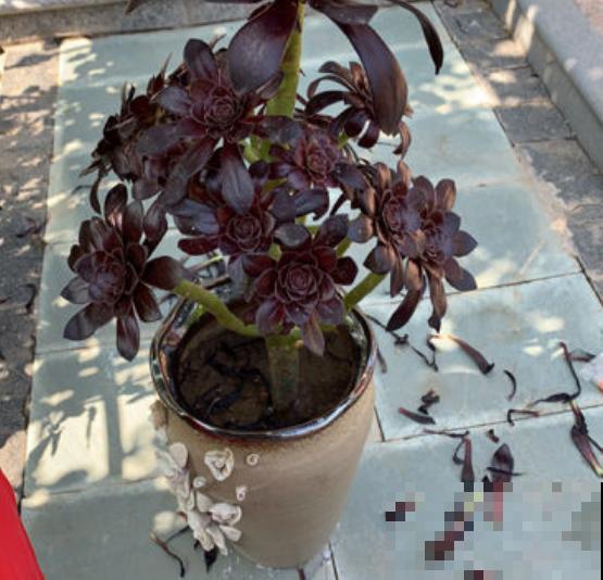 这个时节多肉长气根了,一定要注意了,不然等着收空盆吧! 这个时节多肉长气根了,一定要注意了,不然等着收空盆吧!