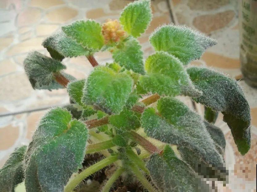 10种花,夏天怕淋雨,下雨赶紧搬进屋! 10种花,夏天怕淋雨,下雨赶紧搬进屋!
